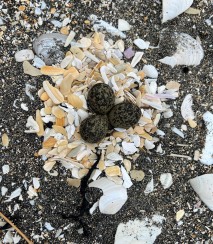 A curiously ornamented three egg Banded Dotterel nest at the Te Whanga Lagoon Mouth