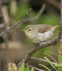 Chatham Island warbler Image: Dave Boyle