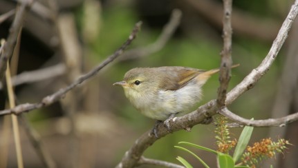 Chatham Island warbler Image: Dave Boyle