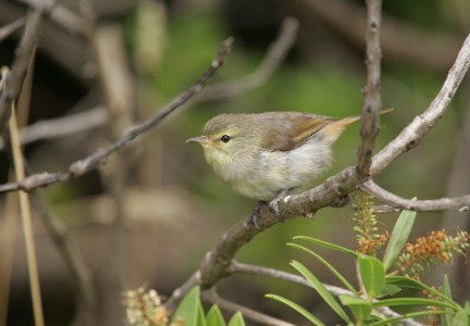 Chatham Island warbler Image: Dave Boyle