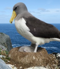 Chat Island albatross with eggs Image: Dave Boyle