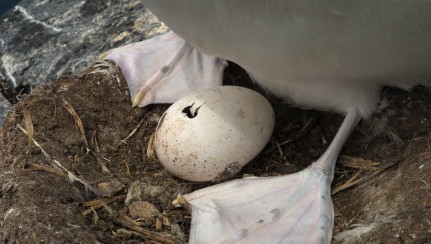 Hatching CI albatross egg Image: Dave Boyle