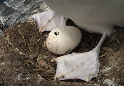 Hatching CI albatross egg Image: Dave Boyle