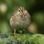 Chatham Island snipe Image: Dave Boyle