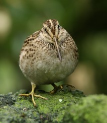 Chatham Island snipe Image: Dave Boyle