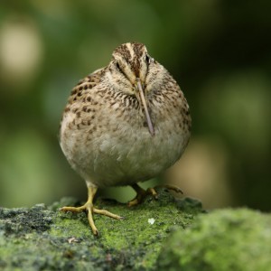 Chatham Island snipe Image: Dave Boyle