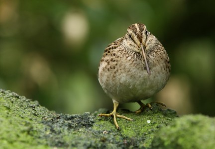 Chatham Island snipe Image: Dave Boyle