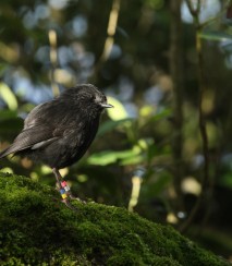 Black robin Image: Dave Boyle