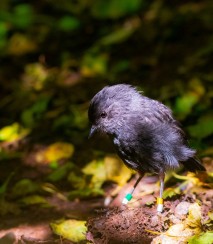 Black robin on Mangere c. Enzo Reyes