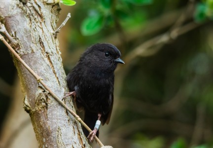 Black robin on tree trunk Image: Enzo M. R. Reyes