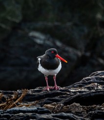 Chatham Island oystercatcher Image: Tamzin Henderson