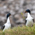 Chatham Island shags at Manukau Point Image: Tamzin Henderson