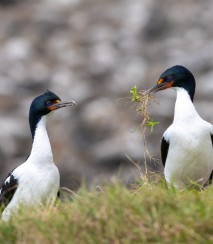 Chatham Island shags at Manukau Point Image: Tamzin Henderson