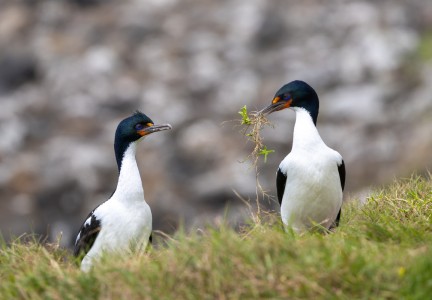 Chatham Island shags at Manukau Point Image: Tamzin Henderson