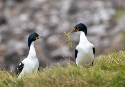 Chatham Island shags at Manukau Point Image: Tamzin Henderson