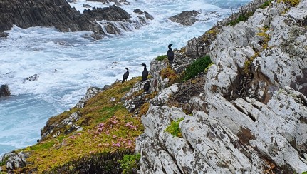 Chatham Island shags at Kaingaroa Image: Eric Edwards