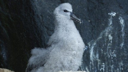 CI albatross on nest Image: Dave Boyle