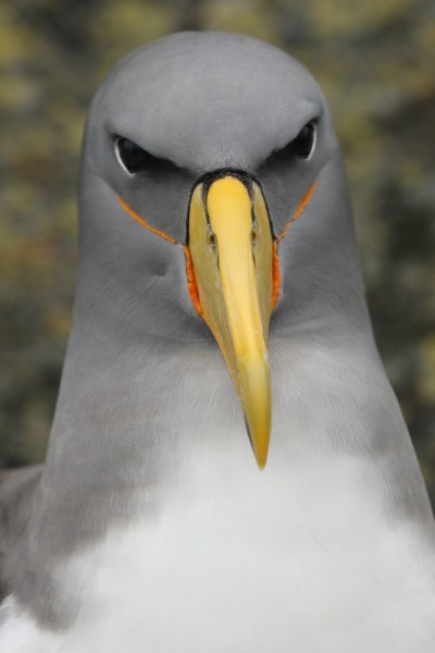 A close up, face on Chatham Islands albatross with a bright yellow beak.