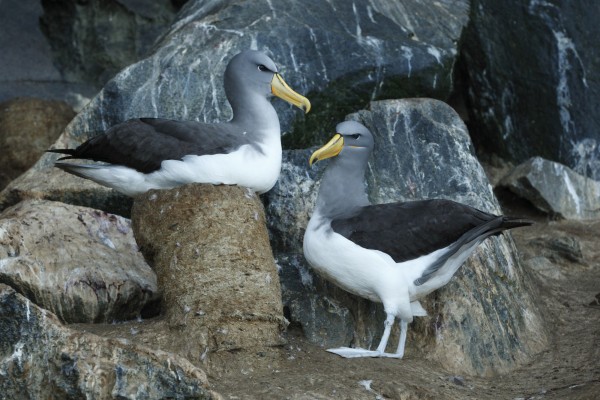 One CI albatross sits on a tall nest made of earth. Another albatross stands on the cliffside facing it.