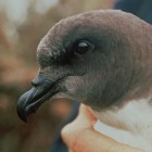 Tāiko, close up Image: Dave Boyle