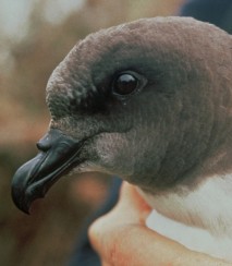 Tāiko, close up Image: Dave Boyle