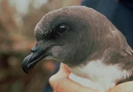 Tāiko, close up Image: Dave Boyle