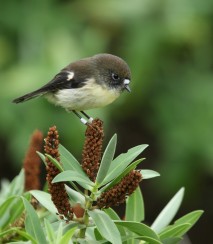 Chatham Island tomtit Image: Dave Boyle