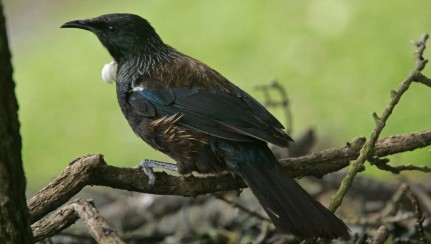 Chatham Island tui Image: Dave Boyle