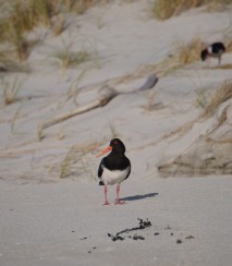 Chatham Island oystercatcher on beach Image: Jess MacKenzie