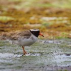 Male shore plover Image: Jess MacKenzie