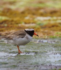 Male shore plover Image: Jess MacKenzie