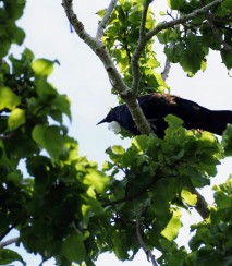 Chatham Islands tui