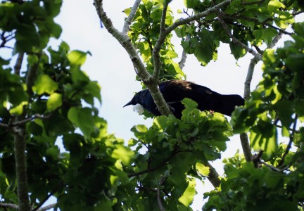 Chatham Islands tui