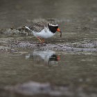 Shore plover foraging on Mangere Image: Dave Boyle