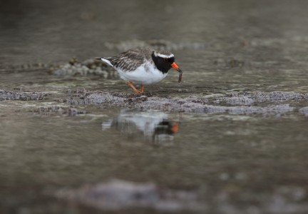 Shore plover foraging on Mangere Image: Dave Boyle