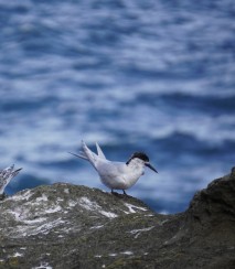 Tern adult and juvenile Image: Jess MacKenzie