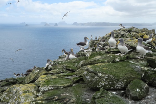 Several CI albatrosses on a rocky peak, with other islands on the horizon.