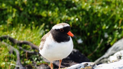 Tuturuatu on rock