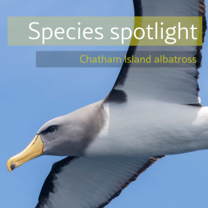 Spotlight Chatham Islands albatross Image: Oscar Thomas