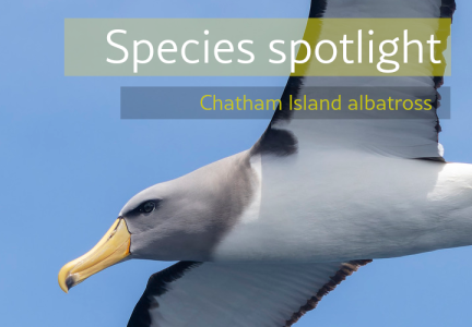 Spotlight CI albatross header Image: Oscar Thomas