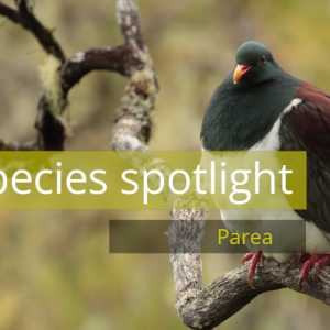 Species spotlight header parea