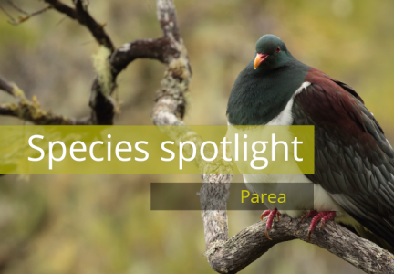 Species spotlight header parea