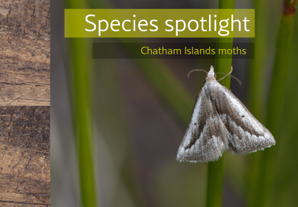 Species spotlight moths website header