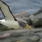 Chatham Island Albatross The Pyramid 09.11.2016 Credit Dave Boyle