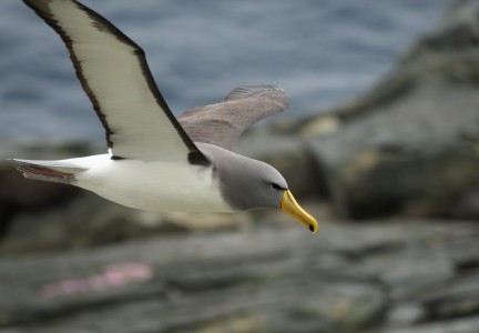 Chatham Island Albatross The Pyramid 09.11.2016 Credit Dave Boyle