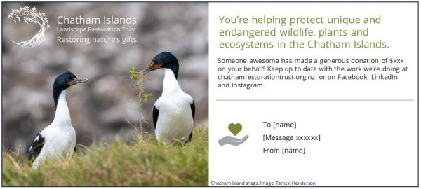 A gift card featuring a pair of Chatham Island shags.