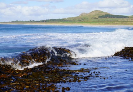 Kelp at Splatter Rock Image: Jess MacKenzie