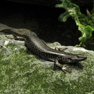 Chatham Islands skink Image: Dave Boyle