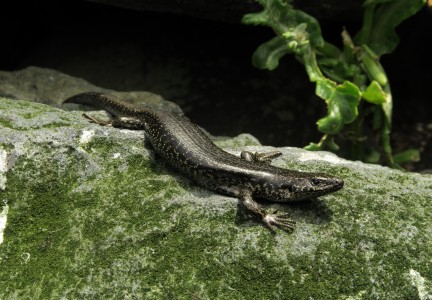 Chatham Islands skink Image: Dave Boyle