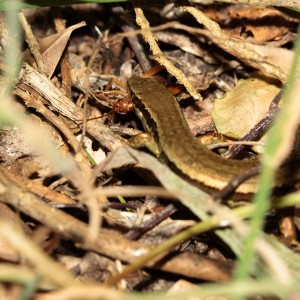 Chatham Island skink eating a weta Image: Dave Boyle